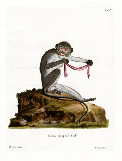 Talapoin meridionale da German School