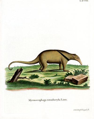Tamandua meridionale da German School