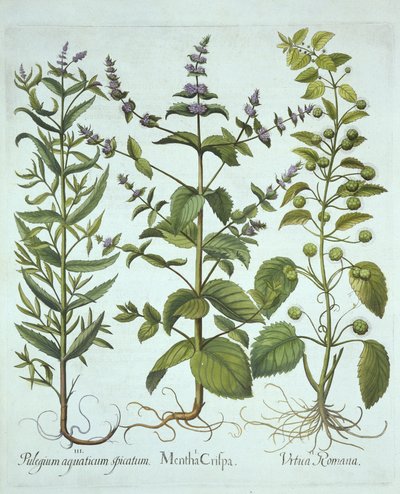 Menta verde, ortica romana e menta cavallina a foglie lunghe, da Hortus Eystettensis, di Basil Besler, pub. 1613 da German School