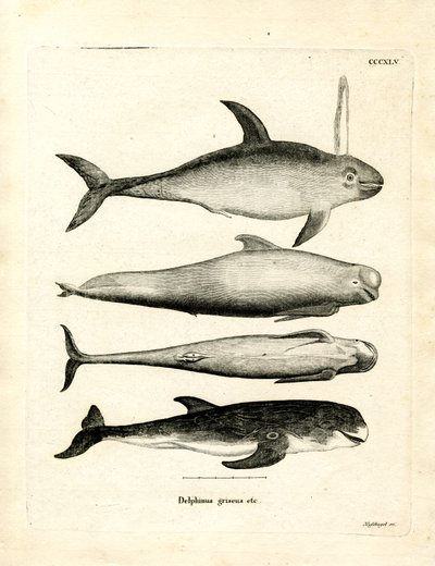 Specie di delfini da German School