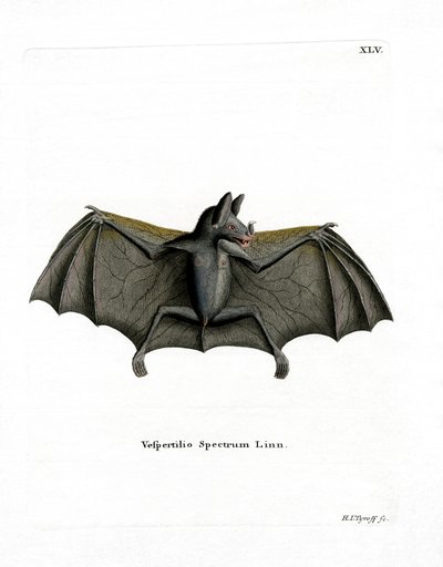 Pipistrello spettrale da German School