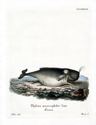 Capodoglio da German School