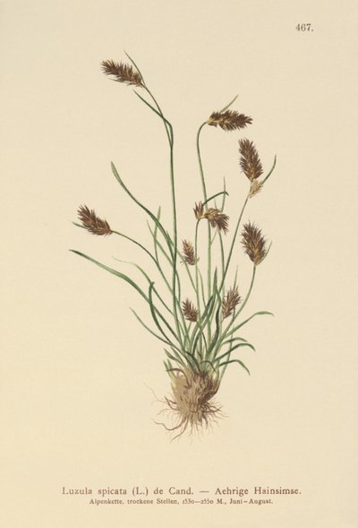 Luzula spicata da German School