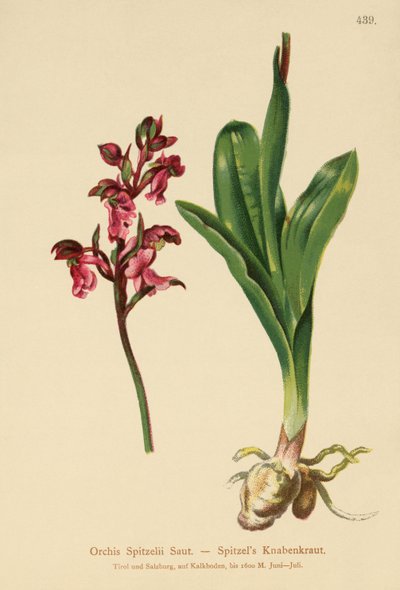 Orchis Spitzelii da German School