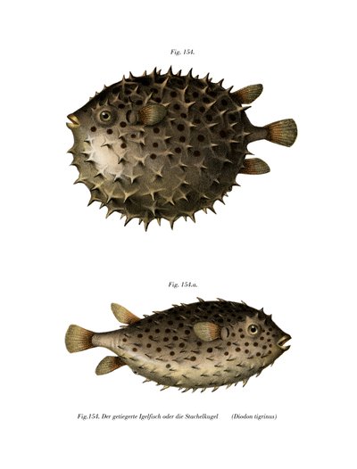 Pesce palla maculato da German School