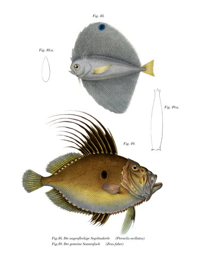 Pesce Ventaglio Maculato da German School