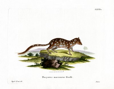 Quoll maculato da German School