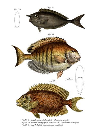 Pesce Unicorno Maculato da German School