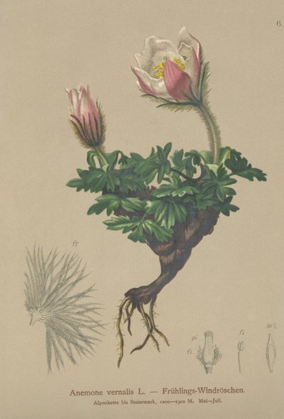 Anemone di primavera (Anemone vernalis, Pulsatilla vernalis) da German School