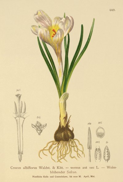 Crocus albiflorus, Crocus vernus da German School