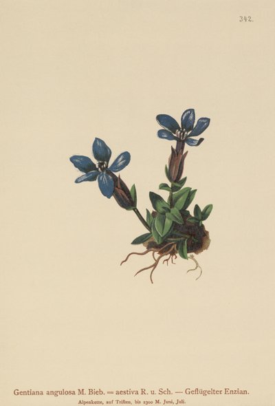 Genziana di primavera (Gentiana verna, Gentiana angulosa, Gentiana aestiva) da German School