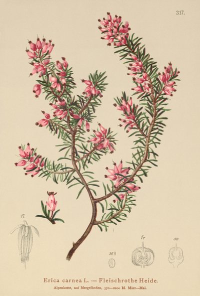 Erica carnea da German School