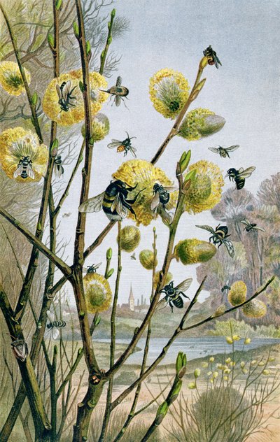 Primavera nel mondo degli insetti, tavola da Brehms Tierleben: Allgemeine Kunde des Tierreichs, vol.9, p.216, pubblicato da Bibliographisches Institut, 1892 da German School