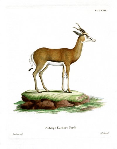 Springbok da German School