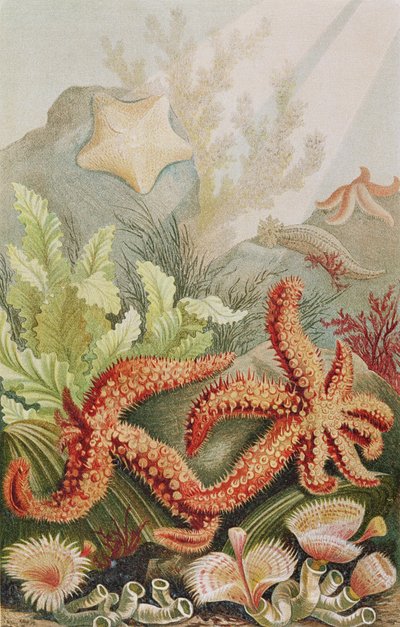 Stella marina, tavola da Brehms Tierleben: Allgemeine Kunde des Tierreichs, vol.10, p.528, pubblicato da Bibliographisches Institut da German School