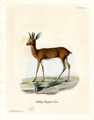 Steenbok da German School