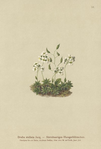 Draba stellata (Draba stellata) da German School