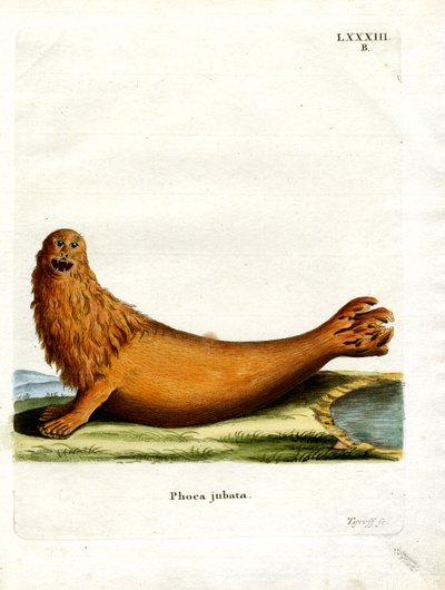Leone marino di Steller da German School