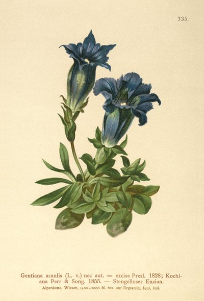 Genziana acaulis (Gentiana acaulis, Gentiana excisa) da German School