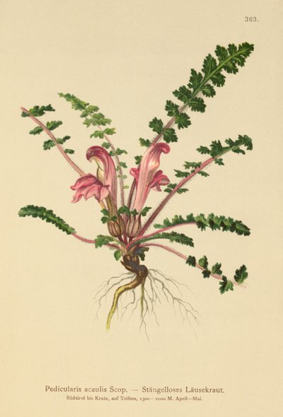 Pedicularis acaulis da German School