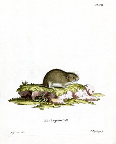 Lemming delle steppe da German School