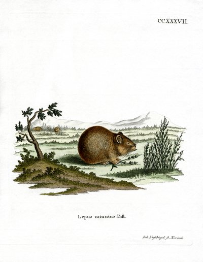 Pika delle steppe da German School