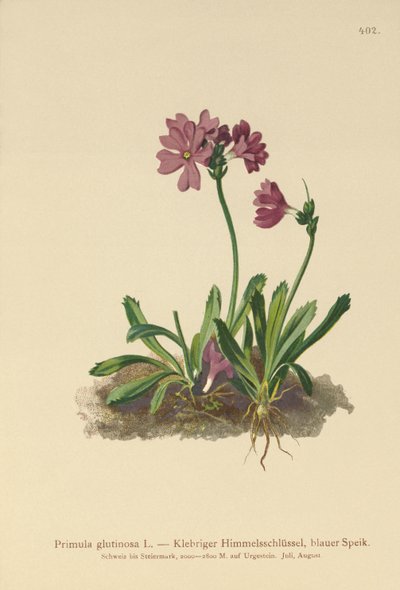 Primula glutinoso (Primula glutinosa) da German School