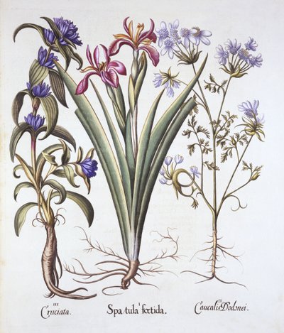 Giaggiolo puzzolente, orlaya e genziana crociata, da Hortus Eystettensis, di Basil Besler, pub. 1613 da German School