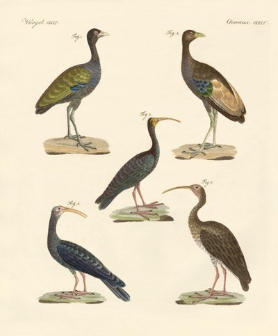 Strani uccelli brasiliani da German School