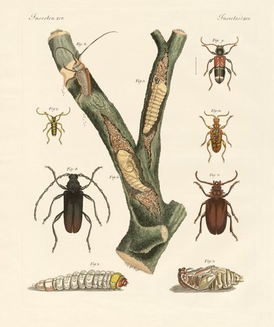 Strani coleotteri da German School