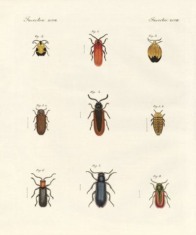 Coleotteri strani da German School