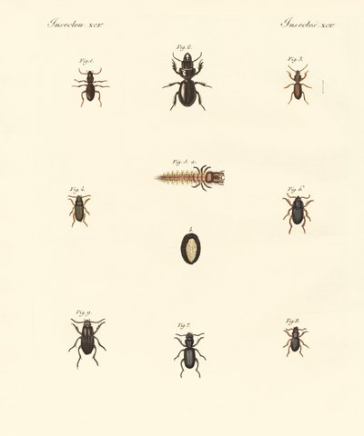Strani coleotteri da German School