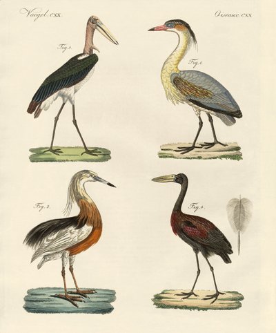 Uccelli strani da German School