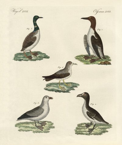 Uccelli strani da German School