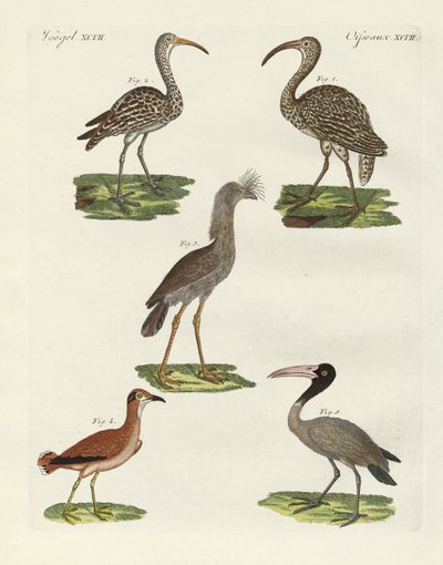 Uccelli strani da German School