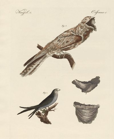 Uccelli strani da German School