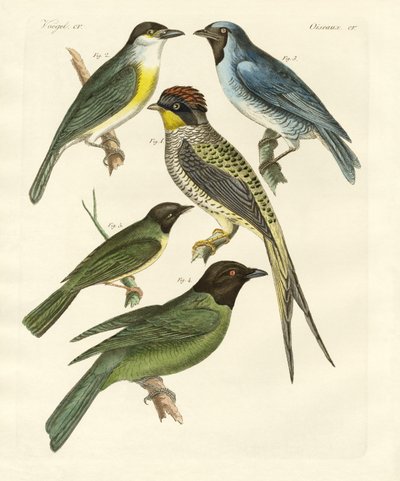 Strani uccelli da German School