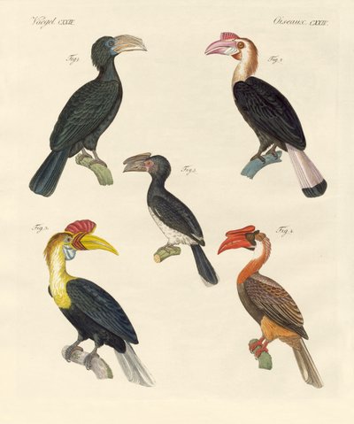 Strani uccelli da German School