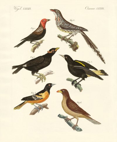 Strani uccelli da German School