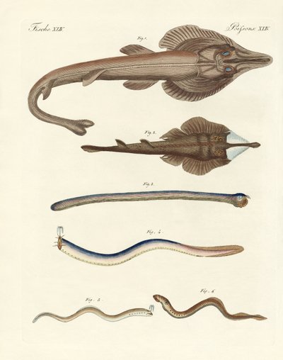 Strani pesci cartilaginei (incisione colorata) da German School