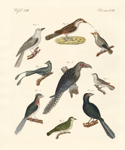 Strani uccelli rampicanti (incisione colorata) da German School
