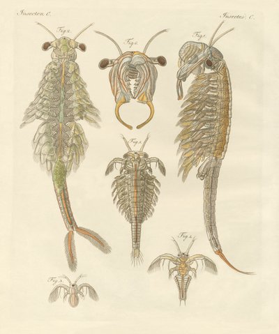 Strani crostacei da German School