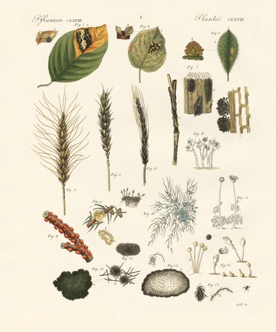 Strani funghi polverosi e filamentosi da German School