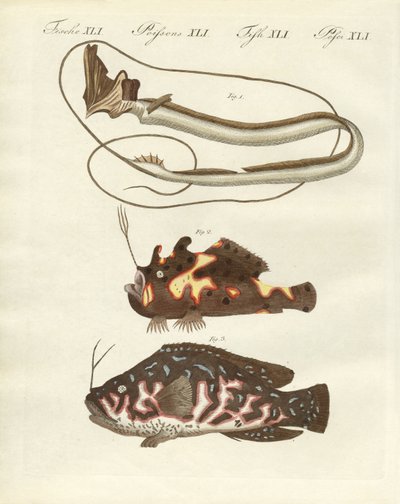 Pesce strano da German School