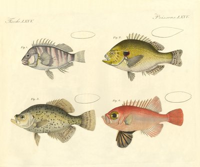 Pesce strano della famiglia dei branzini da German School