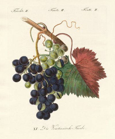 Frutti strani da German School