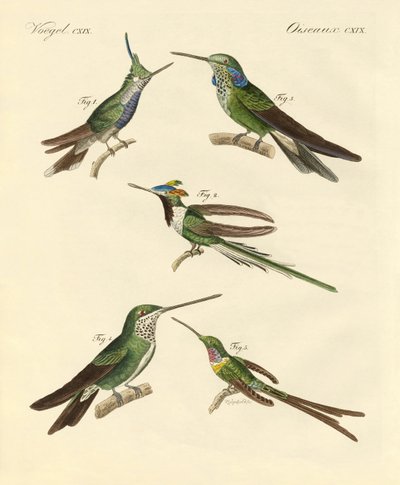 Strani colibrì da German School
