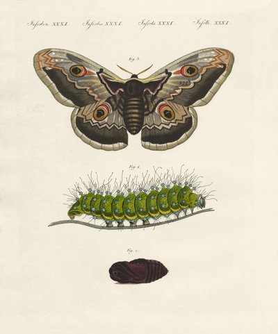 Insetti strani da German School