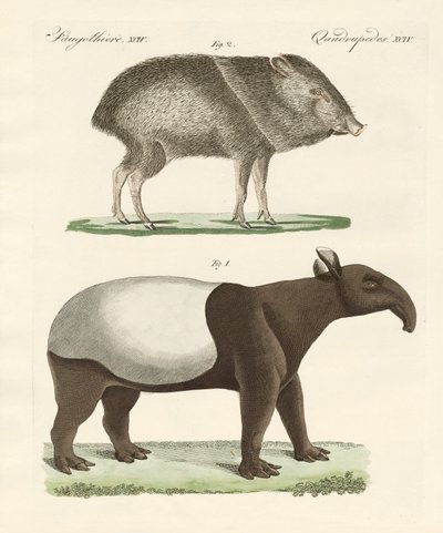 Mammiferi strani da German School