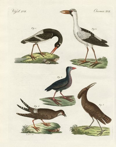 Uccelli di palude strani da German School